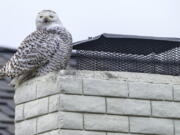 A snowy owl perches on the top of a chimney of a home in Cypress, Calif., on Tuesday afternoon, Dec. 27, 2022, as bird watchers and photographers gather on the street below to see the very unusual sight. A snowy owl, certainly not native to Southern California, has made an appearance in a residential Cypress neighborhood, drawing avid ornithologists and curious bird gawkers alike.