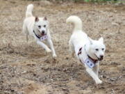 Gomi, left, and Songgang are unveiled Monday at a zoo in Gwangju, South Korea. The Pungsan hunting dogs, gifted by North Korean leader Kim Jong Un four years ago, ended up being resettled at a zoo in South Korea following a dispute over who should finance the animals' care.