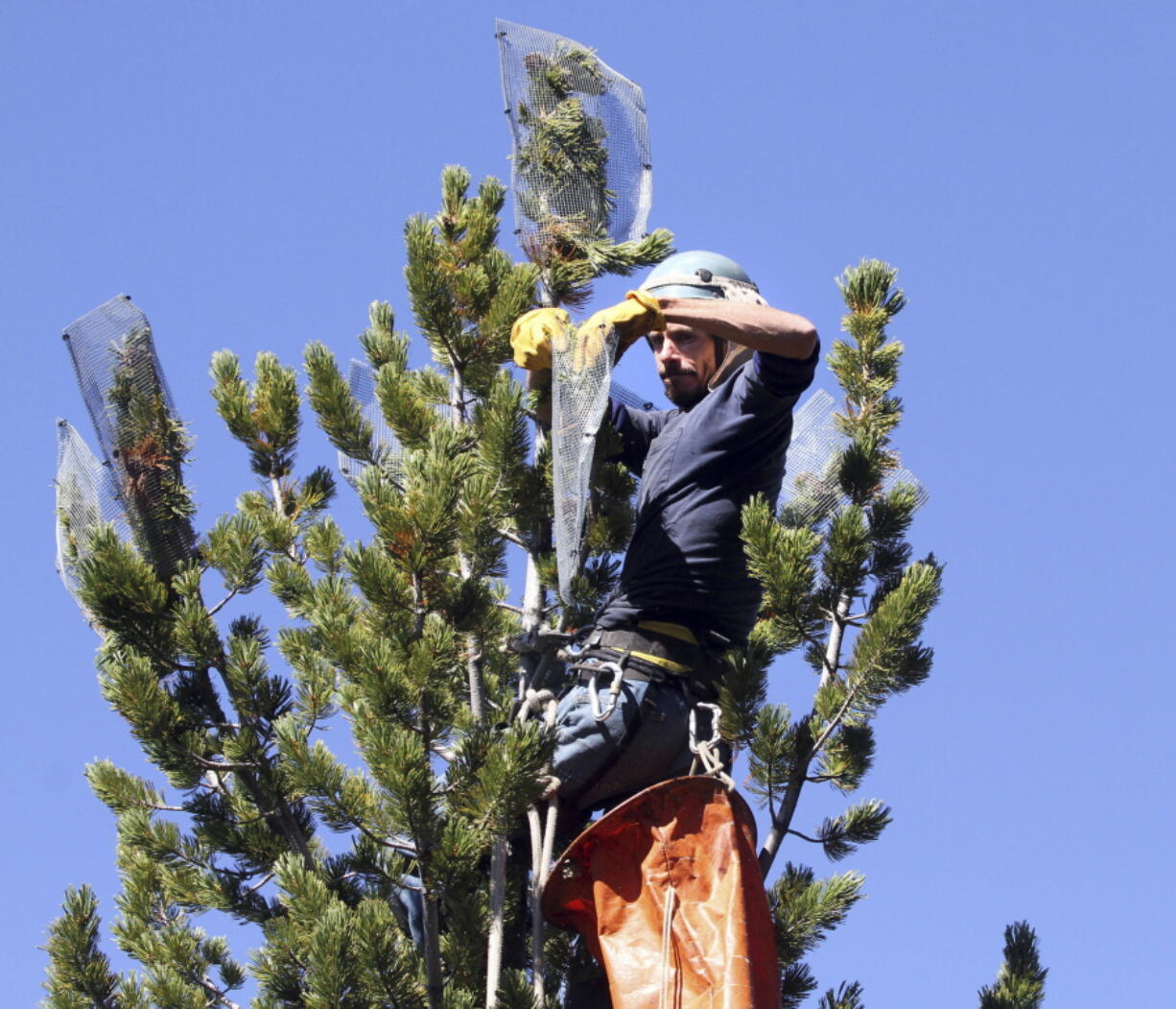 FILE - In this 2013 photo, cone collectors like Gabe Thorne, of Hamilton, head up into the high country around the west to climb to the very top of whitebark pine and collect cones from disease-free trees in Sula, Mont. U.S. officials say climate change, beetles and a deadly fungus are imperiling the long-term survival of the high-elevation tree found in the western U.S.