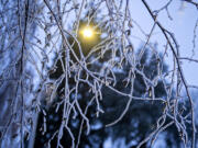 A streetlight illuminates an icy tree in southeast Vancouver on Friday morning, Dec. 23, 2022.