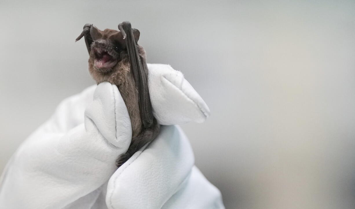 Mary Warwick, wildlife director for the Houston Humane Society, holds a Mexican free-tailed bat as it recovers from last week's freeze on Tuesday in Houston.