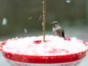 Experts say to keep the nectar flowing in your hummingbird feeders during freezing temperatures.