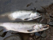 While Columbia River fall salmon projections won?t be ready until February, initial analysis reported by the WDFW shows a fall Chinook return somewhat similar to 2022. Coho jack numbers dropped a bit last year, which could point to a slightly lower run of coho in the fall.