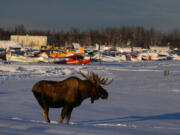 A bull moose walks through the Lake Hood airstrip on Dec. 8. Two bulls were hazed from the area by USDA Wildlife Services.