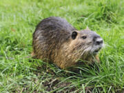 Nutria (Myocastor coypus) are native to parts of South America.