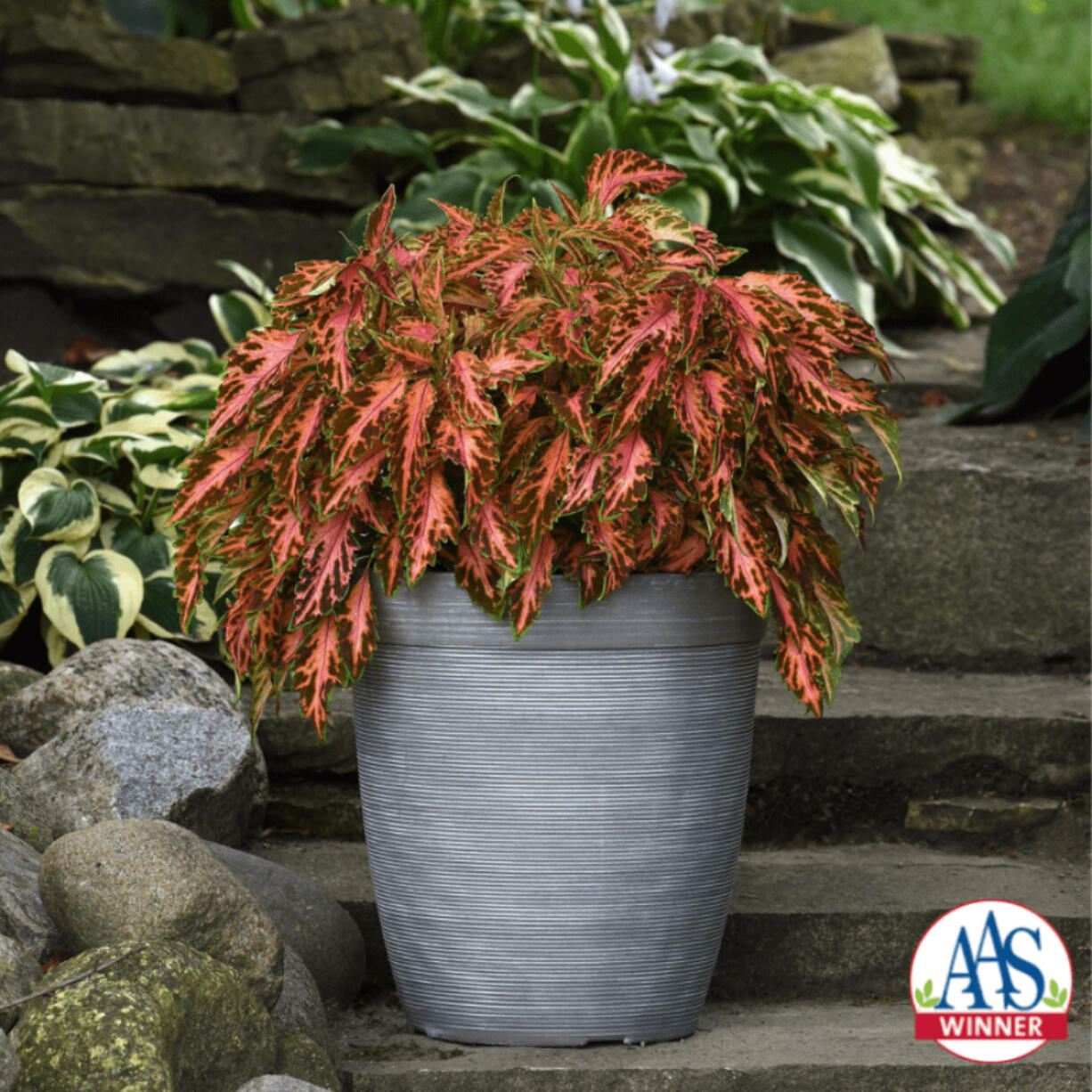 Coleus Premium Sun Coral Candy (All-America Selections)