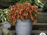 Coleus Premium Sun Coral Candy (All-America Selections)