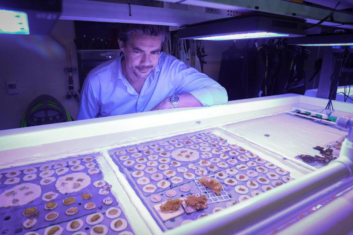 University of Miami marine biology and ecology professor Andrew Baker gazes at a crop of baby corals poses in a wet lab at the UM Rosenstiel School of Marine, Atmospheric, and Earth Science complex at Virginia Key on Dec. 15, 2022. Baker is working on a military-funded research project to develop ???hybrid reefs??? composed of natural, living corals growing on a man-made structure that???s engineered to slow down waves.