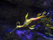 The University of California San Diego's Birch Aquarium has coaxed a female weedy sea dragon into transferring a large number of eggs to a male sea dragon who could give birth to a bounty of babies. (Nelvin C.