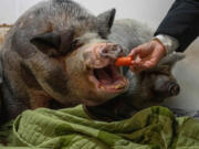 Sheila Pontier feeds a potbellied pig in her garage on Nov. 30 in Wasilla, Alaska.