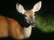 A white-tailed deer searches for food in in the early morning light in backyard in Morristown, New Jersey, June 21, 2022.