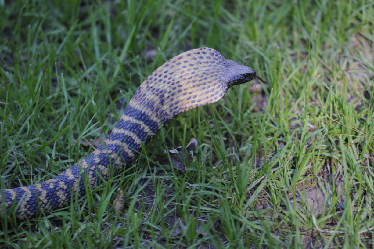 A Rinkhals spitting cobra. Native to most of Africa, one of the venomous serpents was among the nearly 200 snakes purchased or sold by undercover officers as part of the Florida Fish and Wildlife Conservation Commission's "Operation Viper," targeting Florida's black market trade of dangerous snakes.