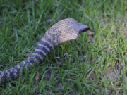 A Rinkhals spitting cobra. Native to most of Africa, one of the venomous serpents was among the nearly 200 snakes purchased or sold by undercover officers as part of the Florida Fish and Wildlife Conservation Commission's "Operation Viper," targeting Florida's black market trade of dangerous snakes.