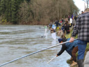 A smelt dip on the Cowlitz River brings about a festival atmosphere as folks gather to have fun, and hopefully end up with a mess of smelt.