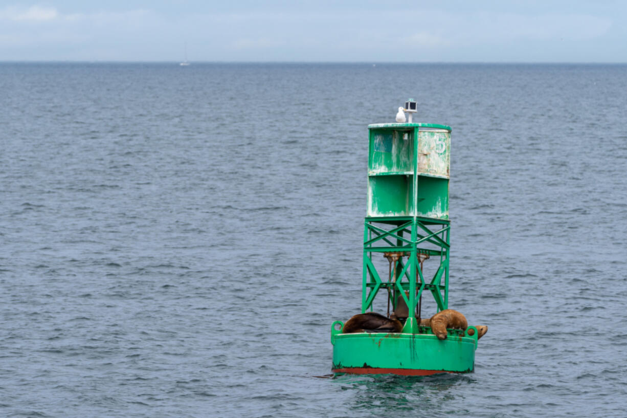 Group of Steller sea lions resting on a green buoy, Salish Sea, Washington.