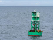 Group of Steller sea lions resting on a green buoy, Salish Sea, Washington.