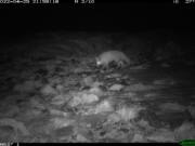 The Sierra Nevada red fox was spotted near Taboose Pass, on the eastern boundary of Sequoia and Kings Canyon national parks.