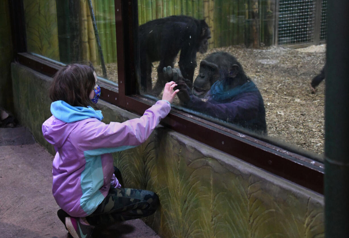 Emma Tabor, 10, of Catonsville, Md., interacts with chimpanzee Louie at the Maryland Zoo in Baltimore.