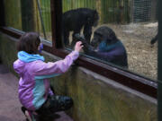 Emma Tabor, 10, of Catonsville, Md., interacts with chimpanzee Louie at the Maryland Zoo in Baltimore.