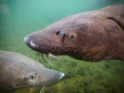 There are many culprits that contribute toward declining sturgeon populations. Bonneville Dam operations and predation from Steller sea lions contribute significant impacts, according to officials. There could also be influences from climate change, prey availability, contaminants and even thiamine deficiencies.