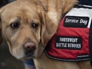 "Now I feel like he gives me the confidence to go out and be in the world, not worrying about things," said Army veteran Crystal Campbell about her companion, Wyatt. As pictured, Wyatt wears his official service dog vest.