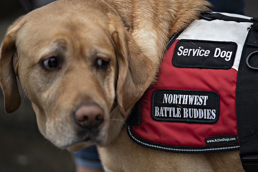 Army service dog outlet vest