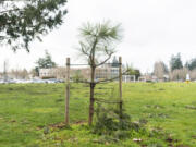 A recently planted tree sits tied to support posts at Bagley Park.