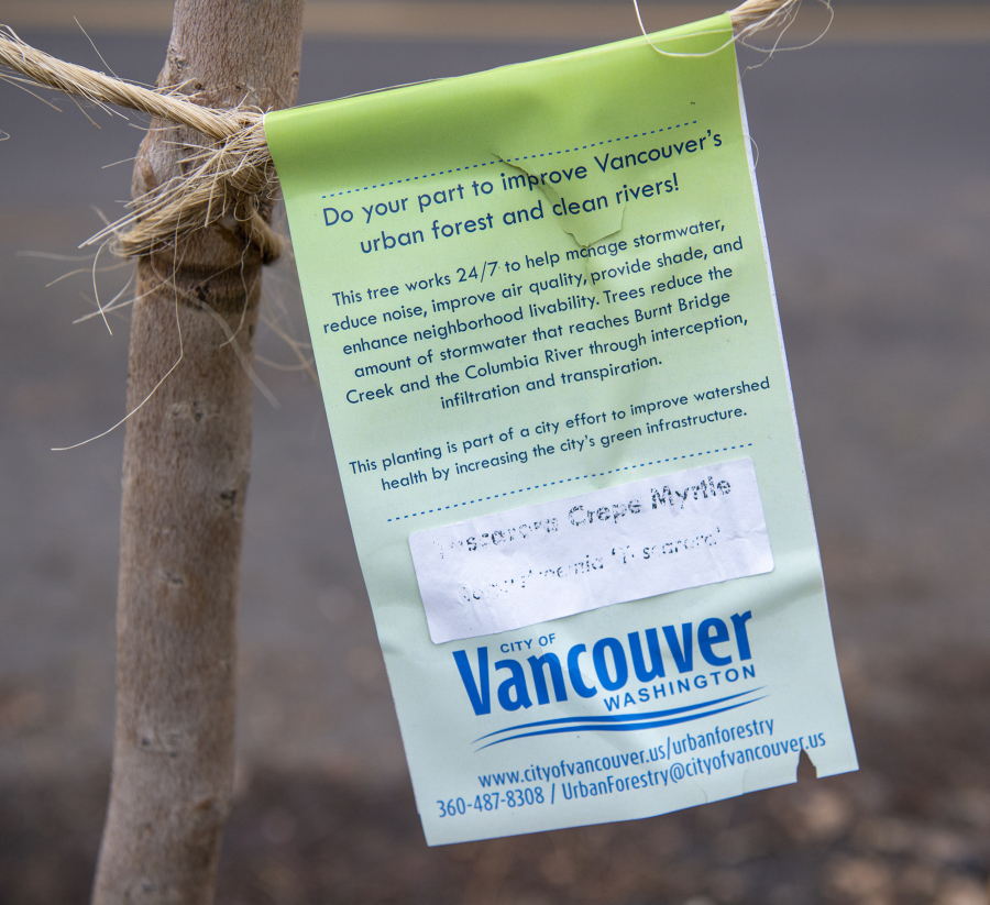 An informative tag sits next to a recently planted crepe myrtle along Plomondon Street. City-approved trees can be reviewed on urban forestry's website.