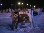 A dog named Cake sits at a dog yard in Bolterdalen, Norway, Tuesday, Jan. 10, 2023. The yard is located half a dozen miles from the main village in Svalbard, a Norwegian archipelago so close to the North Pole that winter is shrouded in uninterrupted darkness.