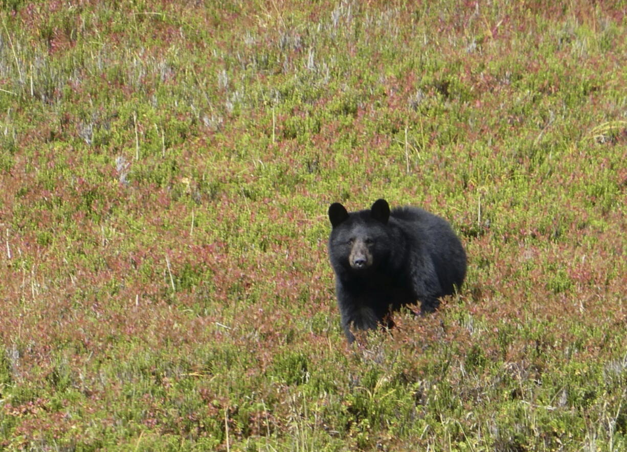 FILE - In this Wednesday, Oct. 4, 2017 photo, a black bear checks out his surroundings in Granite Basin in Juneau, Alaska. The National Park Service is proposing a rule that would prohibit bear baiting in national preserves in Alaska, the latest in a dispute over what animal rights supporters call a cruel practice. The park service said Friday, Jan. 6, 2023 it is proposing a rule barring bear baiting in national preserves in Alaska.