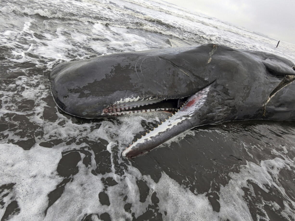 In this photo provided by Oregon State Parks, a dead sperm whale is seen washed up on the Oregon coast near Fort Stevens State Park in Clatsop County, Oregon on Sunday, Jan. 15, 2023.