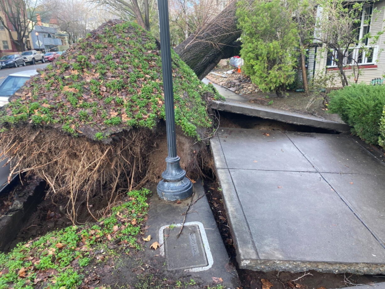 A tree collapsed and ripped up the sidewalk damaging a home in Sacramento, Calif., Sunday, Jan. 8, 2023. The National Weather Service warned of a "relentless parade of atmospheric rivers" -- storms that are long plumes of moisture stretching out into the Pacific capable of dropping staggering amounts of rain and snow.