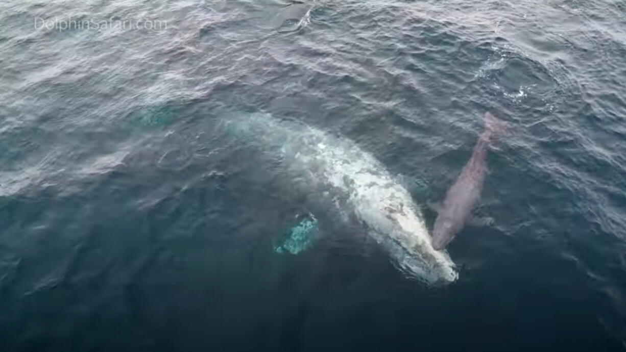 This Monday, Jan. 2, 2023, video image courtesy Capt. Dave's Dolphin & Whale Watching Safari shows a gray whale calf being born in front of an amazed crowd off Dana Point, Calif. The live birth captured on camera with drone footage shows the first moments of the calf's life as the newborn snuggled its mom. (Matt Stumpf/Capt.