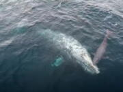 This Monday, Jan. 2, 2023, video image courtesy Capt. Dave's Dolphin & Whale Watching Safari shows a gray whale calf being born in front of an amazed crowd off Dana Point, Calif. The live birth captured on camera with drone footage shows the first moments of the calf's life as the newborn snuggled its mom. (Matt Stumpf/Capt.