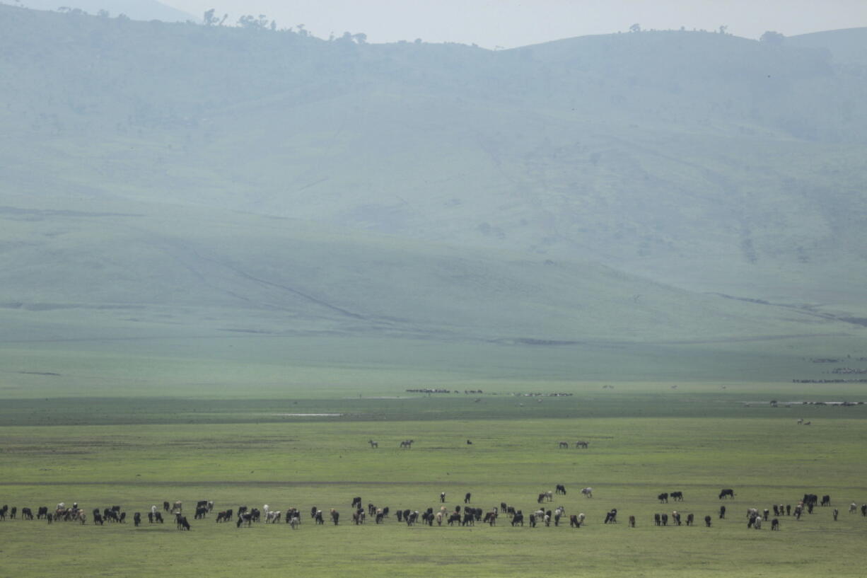 Cattle belonging to Maasai ethnic group graze in the highlands of Ngorongoro Conservation Area, west of Arusha, northern Tanzania on Jan. 17, 2015. The Tanzanian government is seizing livestock from Indigenous Maasai herders in the Ngorongoro Conservation Area in its latest attempt to clear way for tourism and trophy hunting, a report released Thursday, Jan. 26, 2023, said.