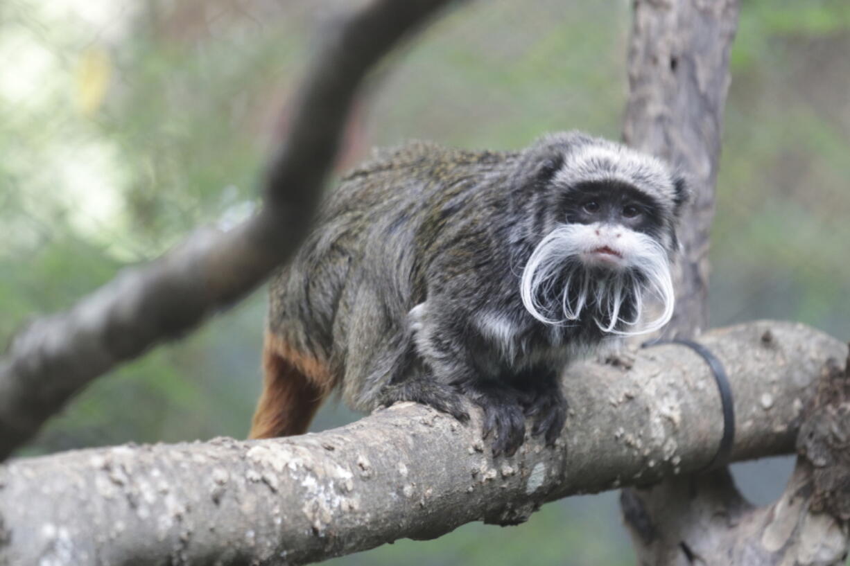 This photo provided by the Dallas Zoo shows an emperor tamarins that lives at the zoo. Two monkeys were taken from the Dallas Zoo on Monday, Jan. 30, 2023, police said, the latest in a string of odd incidents at the attraction being investigated. The emperor tamarins in this photo is not one of the two monkeys involved in the incident.