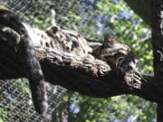 This unadate image provided by the Dallas Zoo, a clouded leopard named Nova rests on a tree limb in an enclosure at the Dallas Zoo. Nova, a missing clouded leopard, shut down the Dallas Zoo on Friday, Jan. 13, 2023, as police helped search for the animal that officials described as not dangerous and likely hiding somewhere on the zoo grounds.