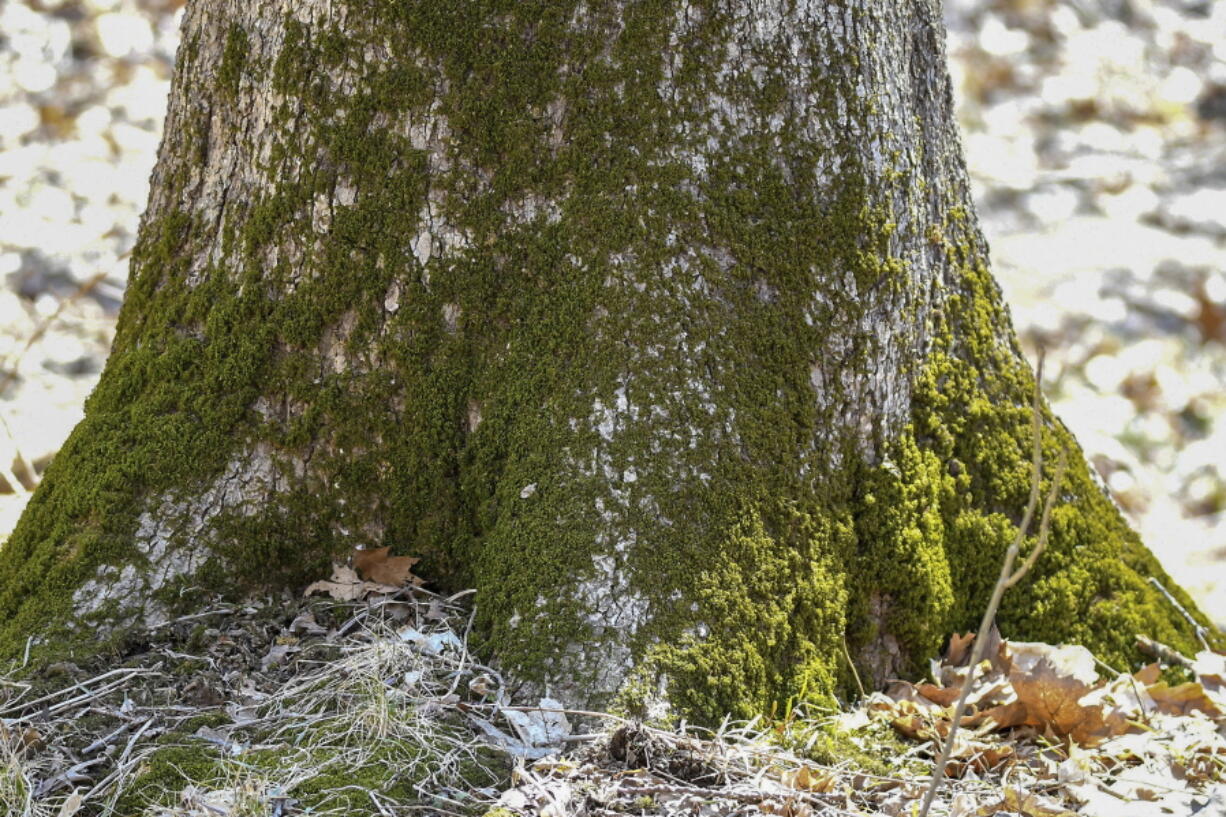 This April 2, 2019, photo provided by the Forest Preserve District of Will County, IL, shows moss growing at the base of a tree at Raccoon Grove Nature Preserve in Monee, IL.