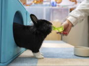 A staff member feeds a rabbit at the Bunny Style Hotel in Hong Kong.