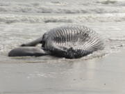 FILE - A dead humpback whale lies in the surf in Brigantine N.J., on  Jan. 13, 2023. Environmental groups held a news conference Tuesday, Jan 17, 2023, in neighboring Atlantic City to support offshore wind power development and decry what they call the false narrative that offshore wind site preparation work is responsible for seven whale deaths in New Jersey and New York in little over a month.