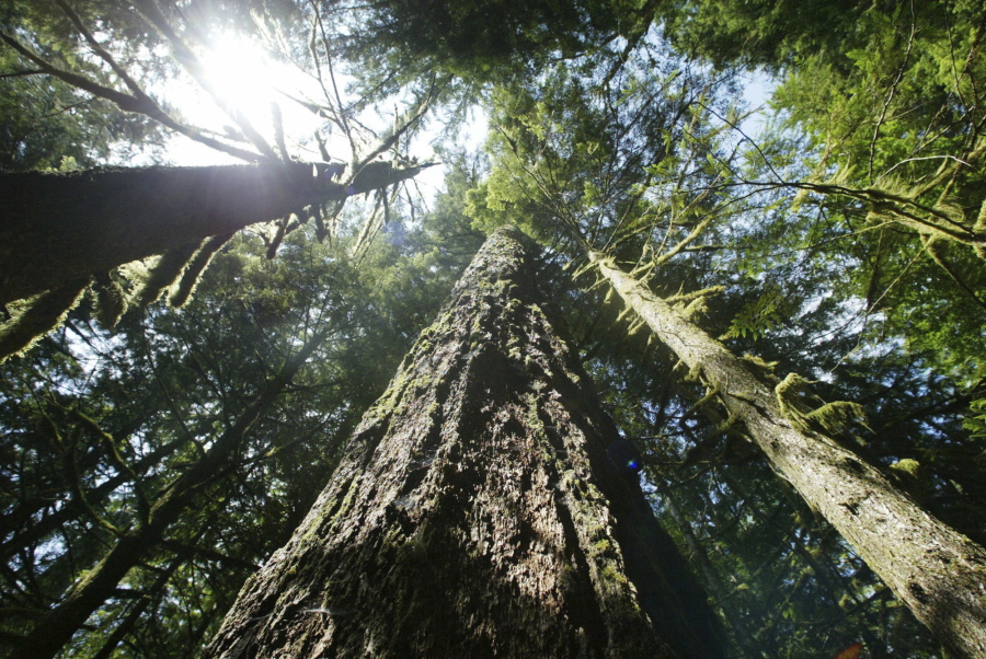 Old growth Douglas fir trees stand along the Salmon River Trail on the Mt. Hood National Forest outside Zigzag, Ore., on June 25, 2004. A new study from Oregon State University researchers finds that humidity, rather than rainfall, plays a key role in the health — or death — of Northwest trees, including Douglas fir.