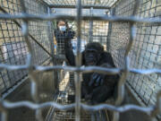 Raven Jackson, chief veterinarian at Chimp Haven in Keithville, Louisiana, looks in on Axel, a 31-year-old male chimpanzee, that was coaxed inside a transport cage at the shuttered Wildlife Waystation in the Angeles National Forest. Eight of the last 10 remaining chimpanzees at the Waystation were individually coaxed into transport cages and loaded into a moving van for the 1,600-mile journey east to Chimp Haven.