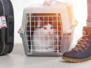 There are options when it comes to pets and plane travel.