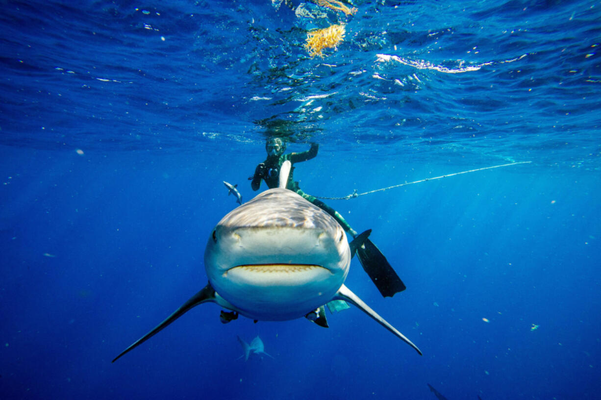 A bull shark inspects a photographer, coming close to the camera, during a shark dive off the coast of Jupiter, Fla., on Feb. 12, 2022.