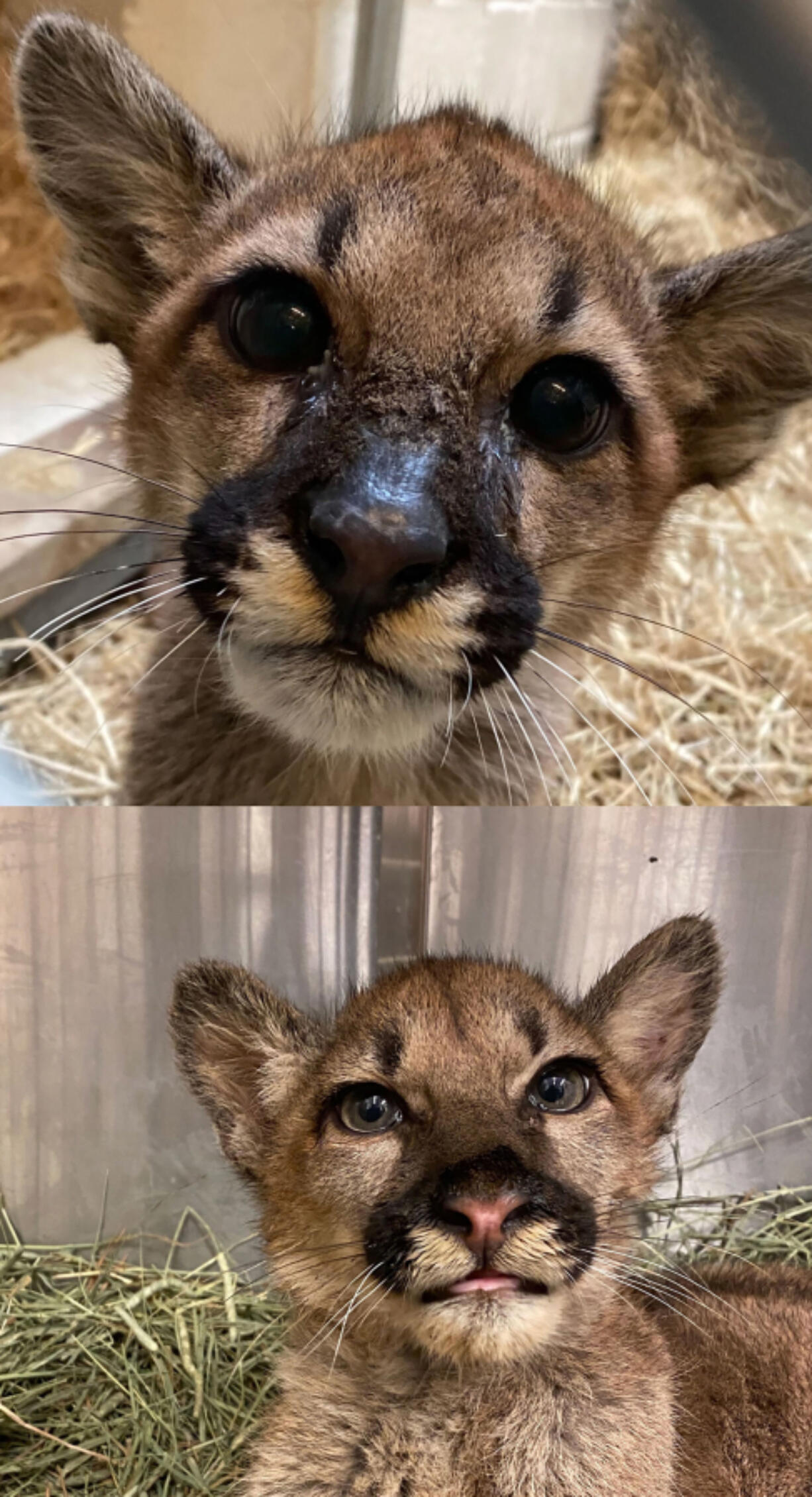 Orphaned cougar cubs Holly, top, and Hazel have found new homes the Oakland Zoo in California.