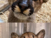 Orphaned cougar cubs Holly, top, and Hazel have found new homes the Oakland Zoo in California.