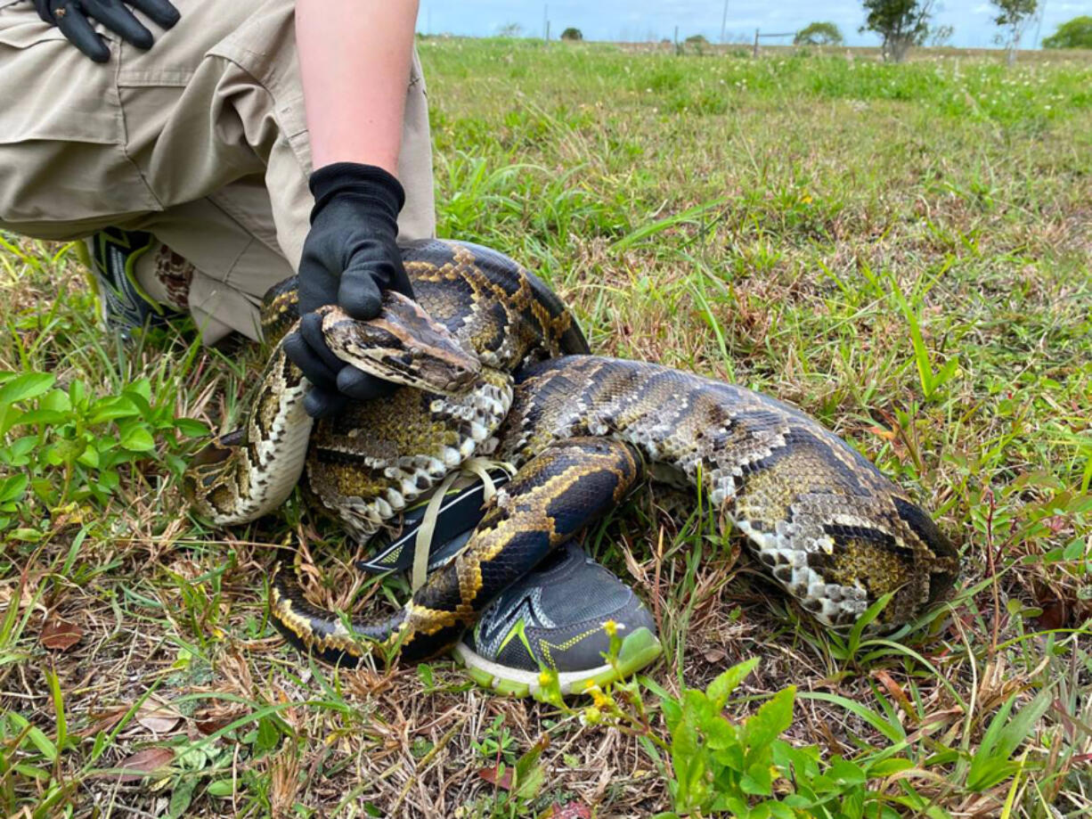 Burmese pythons are believed to have arrived in South Florida as pets in the 1980s and then were released by frustrated owners who got tired of feeding them mice and other live meals.