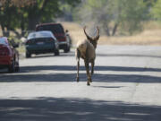 A young bull elk runs through a neighborhood in Boise, Idaho, in 2007.