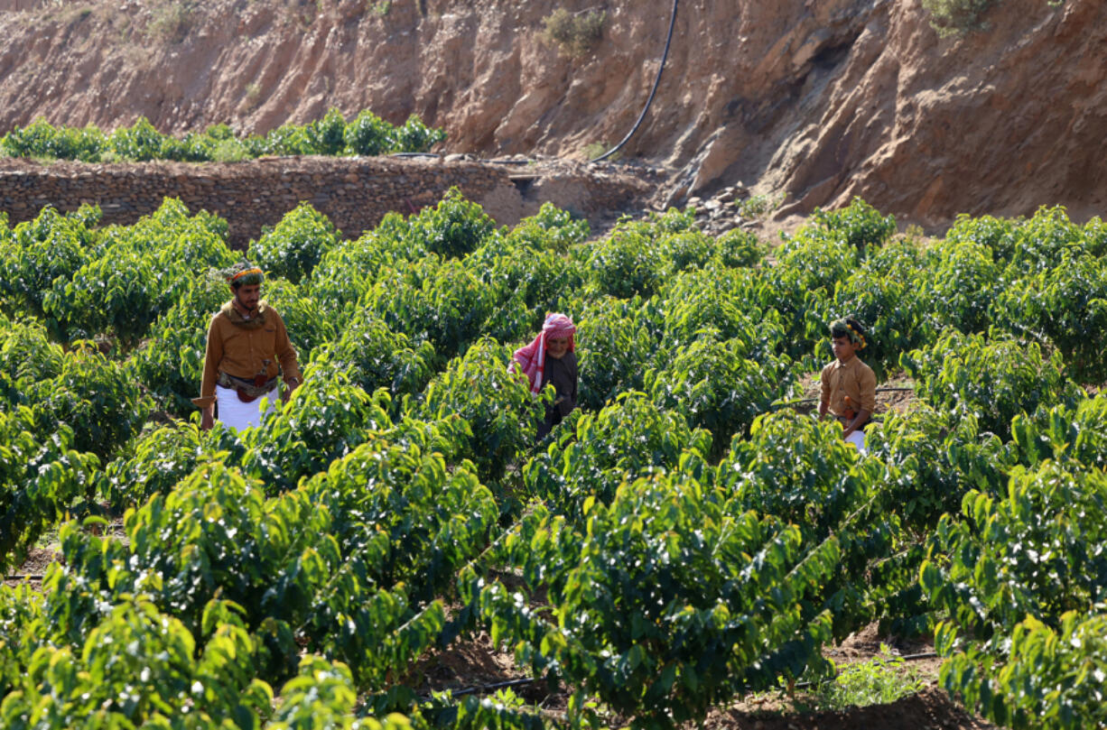 Saudi Farah al-Malki, 90, left, his son Ahmed, 42, and his grandson Mansour, 11, harvest Khawlani coffee beans at a coffee farm in Saudi Arabia's southwestern region of Jizan on Jan. 26, 2022. Jizan is known for its red Khawlani coffee beans, often blended with cardamom and saffron to give a yellowish hue of coffee -- locally known as ghawa. It remains an integral part of Saudi culture, so much so that the government has designated 2022 as "The Year of Saudi Coffee".