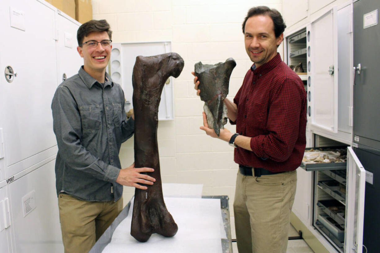 Dr. Christian Sidor, Burke Museum curator of vertebrate paleontology, and Brandon Peecook, former University of Washington graduate student now Curator of Paleontology at Idaho State University, show the size and placement of the fossil fragment compared to the cast of a Daspletosaurus femur in 2015.